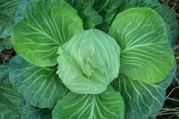 Obraz premium fresh cabbage 