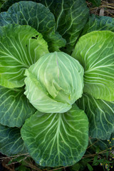 fresh cabbage
