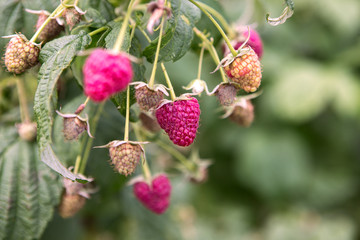 fresh raspberries
