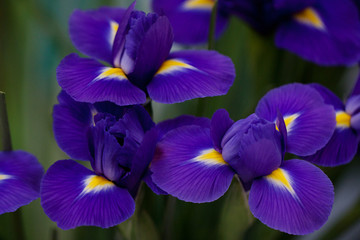 beautiful bouquet of lilac blue irises © guppys