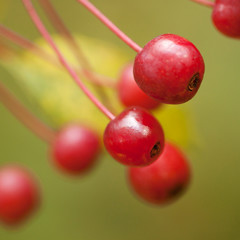 beautiful red and bright small apples