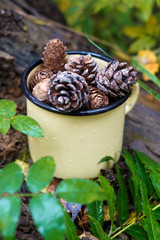A cup with pine cones on a wooden stump in the forest in the autumn afternoon with a copy of the space
