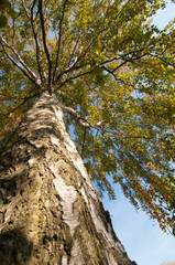 Autumnal silver birch tree (betula spp)