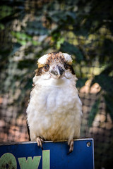 Front View of Kookaburra in Australian Zoo