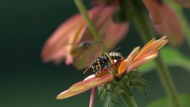 Funny nature bees wasps match