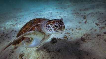 Turtle Scuba Diving