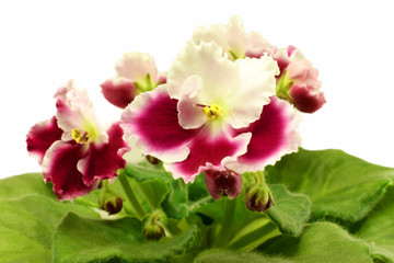 red white violet, sort  optimara millennia (holtkamp)