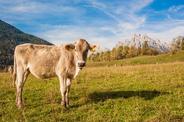 Fototapeta na wymiar cow on mountain meadows