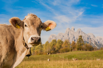 Fototapeta na wymiar cow on mountain meadows