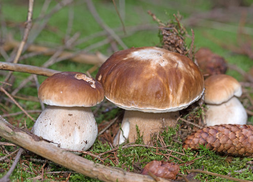 Fichtensteinpilze, Steinpilze, Boletus edulis