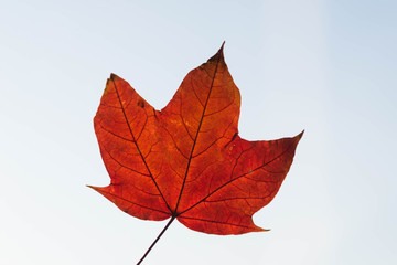 Maple leaf