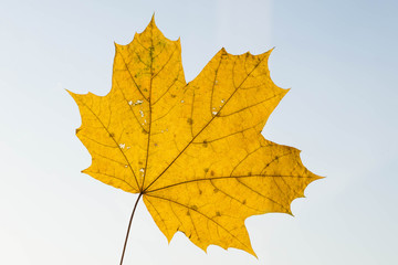 Birch leaf