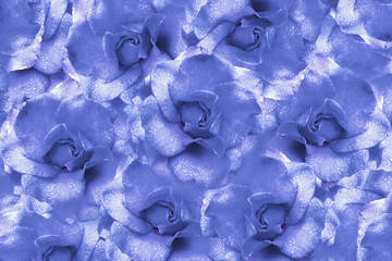 Floral  light blue background from roses.  Flower composition. Flowers with water droplets on petals. Close-up.  Nature.