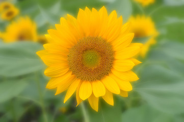 Obraz premium Sunflower, Helianthus sp., Central of Thailand