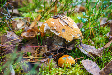 Mushrooms in the autumn forest