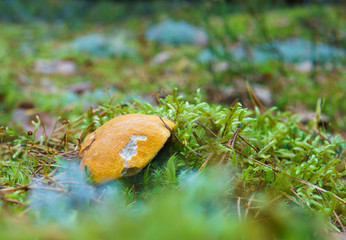 Mushrooms in the autumn forest