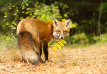 Naklejka na ściany i meble Red fox (Vulpes vulpes) in Algonquin Park, Canada in autumn