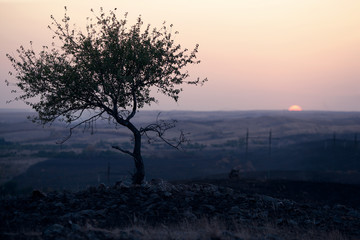 Obraz premium tree and nature in the early morning in the mountains