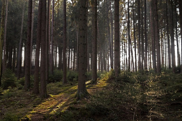 Waldspaziergang