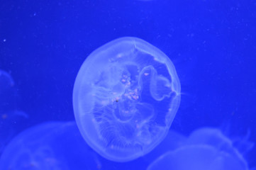Jellyfish
