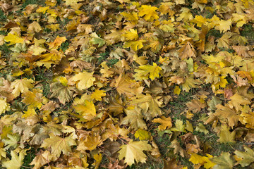 Fallen autumn leaves. Top view. Yellow colour.