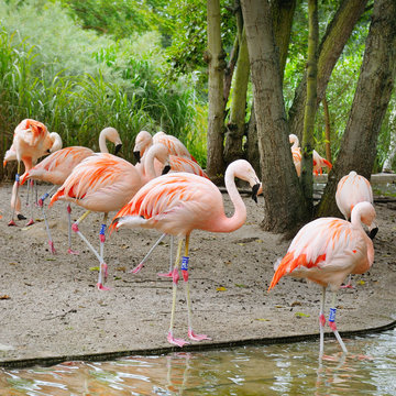 Pink flamingos at zoological garden