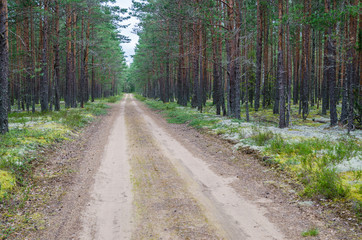 A desert road passing through a pine forest