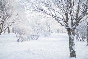 Winter landscape in the Park