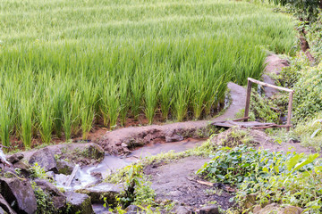 Rice fields on terraced