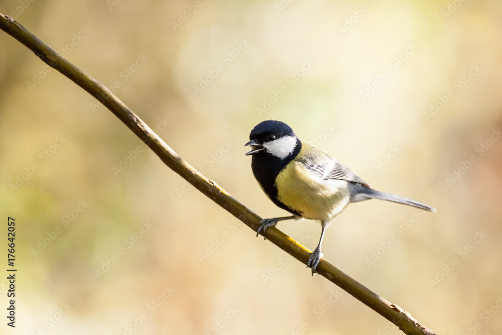 Sticker An coal tit