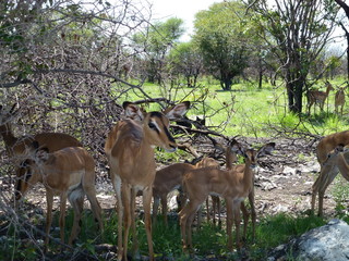 Springbok from Namibia, Africa