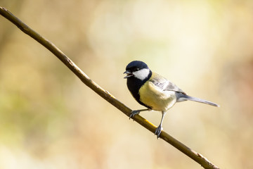 An coal tit