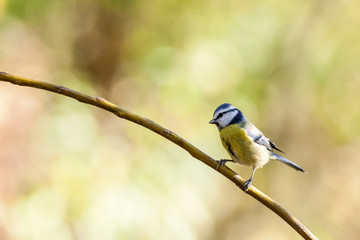 An coal tit