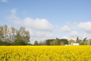 House amongst a firld of oil seed rape