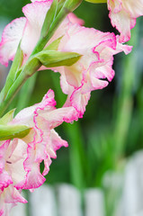 Obraz premium Light pink gladiolus flower, close-up