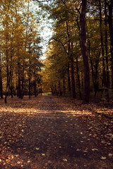 View of the autumn park in beautiful colors, full of sunshine. Beautiful Polish Autumn