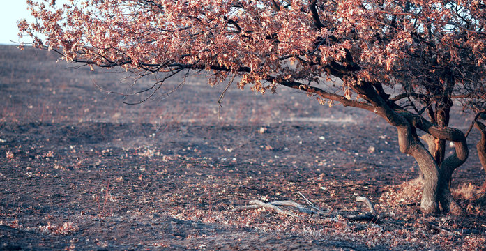 Fototapeta tree and nature in the early morning in the mountains
