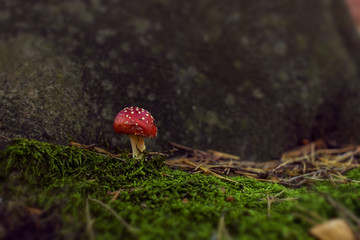 Small red mushrooms and moss in an autumn forest full of sunshine.
