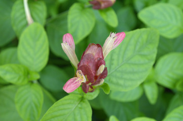 Shrimp plant, Justicia sp., Central of Thailand