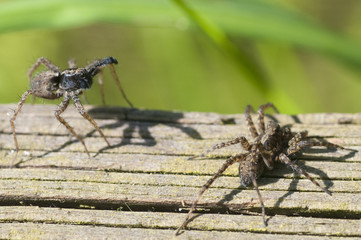 Wolf Spider (Pardosa lugubris) performing courtship ritual dance