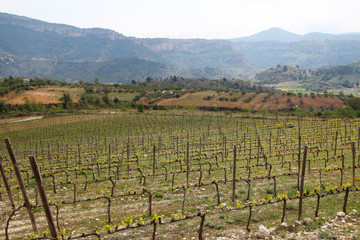 Fototapeta na wymiar Vineyard in Priorat, Spain 