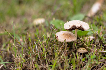 mashroom family in grass