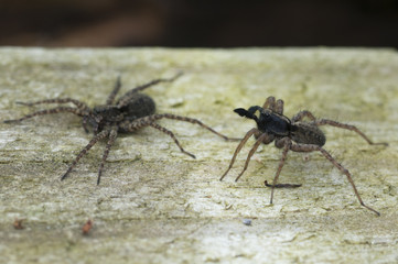 Wolf Spider (Pardosa lugubris) performing courtship ritual dance