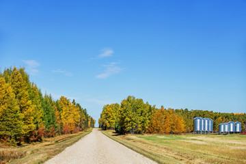 A forest of autumn colored trees dividing a gravel road with some steel grain bins in a rural sunny countryside landscape