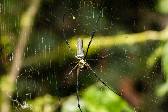 Huge Golden Orb spider in the rainforest