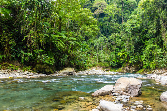 Fototapeta A river flowing through tropical rainforest