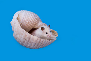 the hamster in the shell