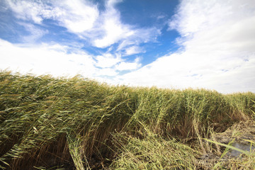 Fototapeta na wymiar reeds, sky, cloud and sunlight. nature background 