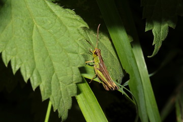 Gro&szlig;aufnahme einer Feldheuschrecke, Grash&uuml;pfer
