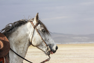 white wild horse. white mustang